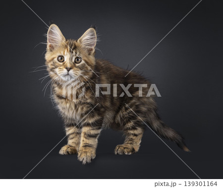 Warm color kitten on black background Warm color kitten on black background 139301164