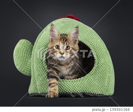Warm color kitten on black background Warm color kitten on black background 139301168