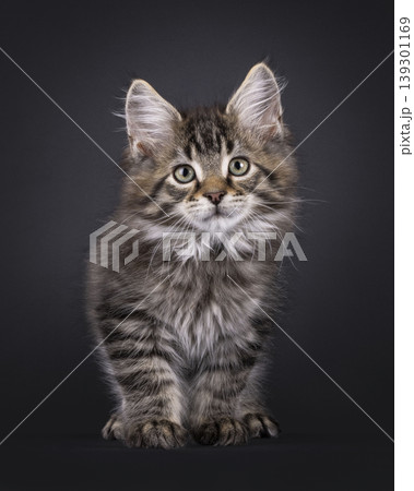 Fluffy kitten on black background Fluffy kitten on black background 139301169