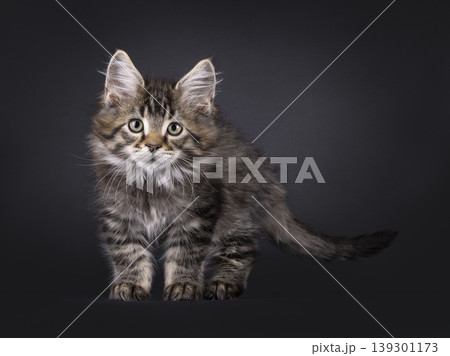 Fluffy kitten on black background Fluffy kitten on black background 139301173
