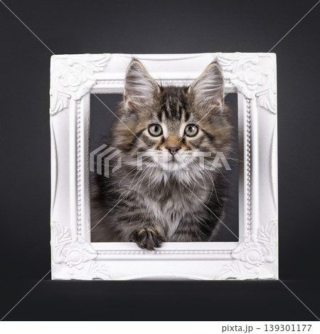 Fluffy kitten on black background Fluffy kitten on black background 139301177