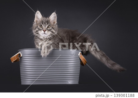 Grey fluffy kittten on black background 139301188