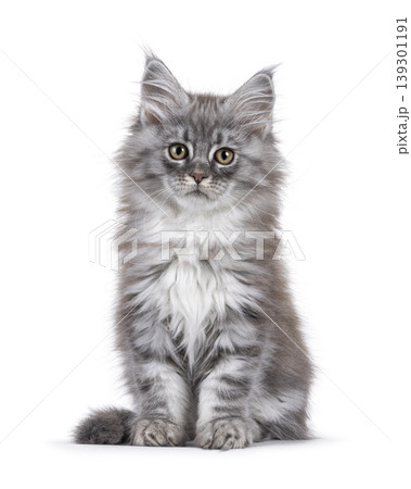 Fluffy expressive cat on white background 139301191