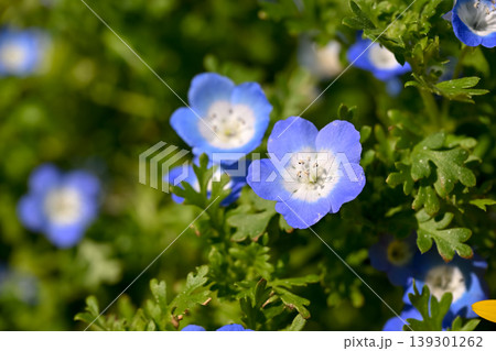 青いネモフィラの花 青いネモフィラの花 139301262