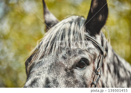 Eyes, equestrian and a horse closeup in the countryside during summer for stallion or sustainability. Farm, agriculture ecology with a wild animal outdoor in a natural environment or green habitat 139301455