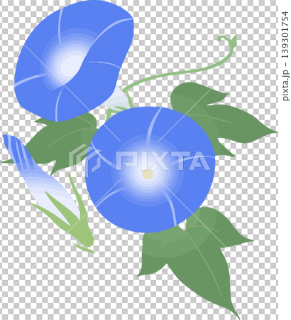 Morning glory vector illustration | Summer Japanese-style flower material - simple and easy-to-use design Morning glory vector illustration | Summer Japanese-style flower material - simple and easy-to-use design 139301754