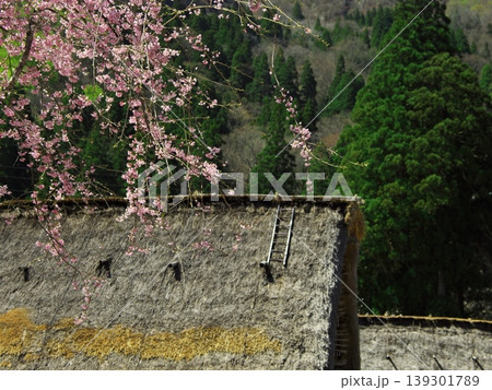 桜咲く相倉合掌造り集落の茅葺屋根 桜咲く相倉合掌造り集落の茅葺屋根 139301789