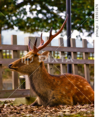 立派な角を持つニホンジカの横顔　落ち葉の上で休む牡鹿 139301876