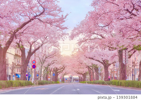 茨城県日立市・平和通りの桜並木　満開の桜がつくる光り輝くトンネル 139301884