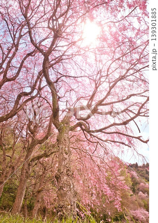 陽光を浴びて咲き誇る見事な枝垂れ桜の巨木 陽光を浴びて咲き誇る見事な枝垂れ桜の巨木 139301885