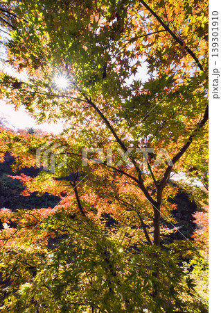 秋の光に透ける紅葉のグラデーションと太陽の光条 秋の光に透ける紅葉のグラデーションと太陽の光条 139301910