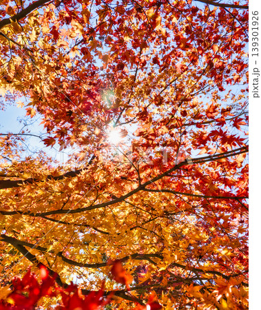 太陽に透ける色鮮やかな紅葉の重なり 太陽に透ける色鮮やかな紅葉の重なり 139301926