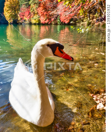 紅葉の湖畔をゆく白鳥　秋の彩りに包まれた優雅な姿 139301932