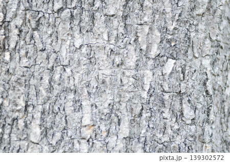 tree bark or bark , Golden shower or Golden shower tree or Indian laburnum or Pudding pine tree or Cassia fistula or old tree or tree texture tree bark or bark , Golden shower or Golden shower tree or Indian laburnum or Pudding pine tree or Cassia fistula or old tree or tree texture 139302572