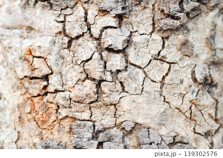 tree bark or bark , Golden shower or Golden shower tree or Indian laburnum or Pudding pine tree or Cassia fistula or old tree or tree texture 139302576