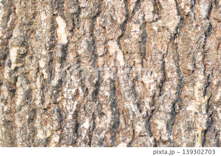 tree bark or bark , Golden shower or Golden shower tree or Indian laburnum or Pudding pine tree or Cassia fistula or old tree or tree texture 139302703