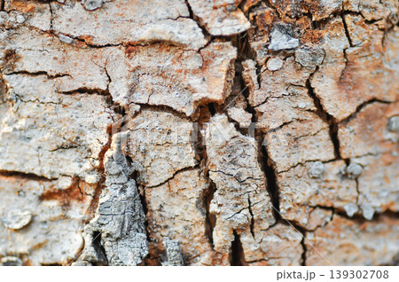 tree bark or bark , Golden shower or Golden shower tree or Indian laburnum or Pudding pine tree or Cassia fistula or old tree or tree texture 139302708