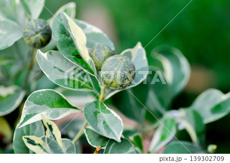 Variegated Calamondin , Variegated Kumquat or citrus japonica thunb, Citrus madurensis Lour or Citrus microcarpa Bunge or cumquats or kum quat or Kumquats or rutaceae or orange tree or small orange Variegated Calamondin , Variegated Kumquat or citrus japonica thunb, Citrus madurensis Lour or Citrus microcarpa Bunge or cumquats or kum quat or Kumquats or rutaceae or orange tree or small orange 139302709