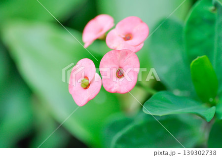 Christ Thorn, Euphorbia milii or Euphorbiaceae or Euphorbia milii Des Moul or Crown of thorns or Christ thorn or pink flower 139302738