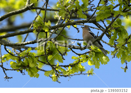 Chaffinch singing from high branch in sunny woodland Chaffinch singing from high branch in sunny woodland 139303152