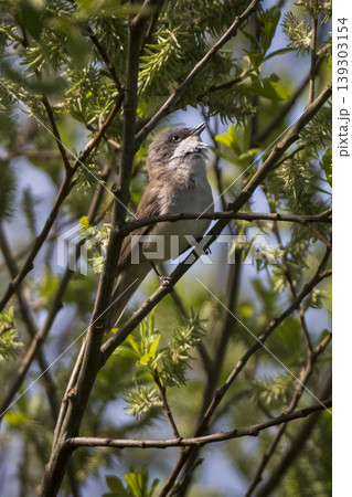 Lesser Whitethroat in dense foliage on sunny day 139303154