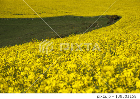 Yellow and green combine in Sussex landscape Yellow and green combine in Sussex landscape 139303159