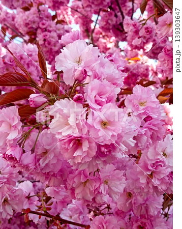 Pink cherry blossom flowers blooming on tree branches in spring garden under soft light Pink cherry blossom flowers blooming on tree branches in spring garden under soft light 139303647