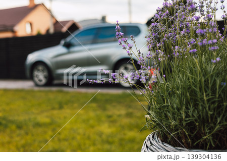 Modern silver SUV parked at a private house behind blooming lavender. Concept of eco-mobility, suburban lifestyle, and premium domestic comfort. Authentic outdoor scene with soft focus background. Modern silver SUV parked at a private house behind blooming lavender. Concept of eco-mobility, suburban lifestyle, and premium domestic comfort. Authentic outdoor scene with soft focus background. 139304136