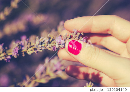 Close-up of a female hand with vibrant pink nails touching fresh lavender. Concept of sensory wellness, aromatherapy, and connection with nature. Close-up of a female hand with vibrant pink nails touching fresh lavender. Concept of sensory wellness, aromatherapy, and connection with nature. 139304140