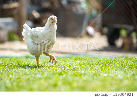 Hen feed on traditional rural barnyard. Close up of chicken standing on barn yard with green grass. Free range poultry farming concept. 139304921