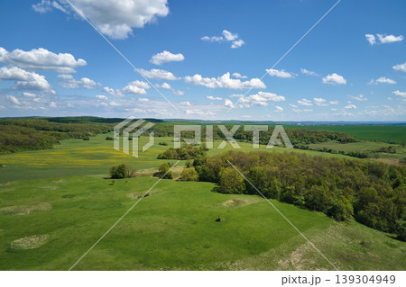 Green agricultural field with growing crops in summer season. Farming and agriculture industry 139304949