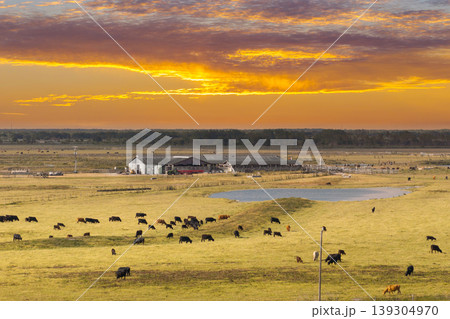 Free range milk cows grazing on farm pasture at Florida farmstead. Feeding of cattle on farmland grassland Free range milk cows grazing on farm pasture at Florida farmstead. Feeding of cattle on farmland grassland 139304970