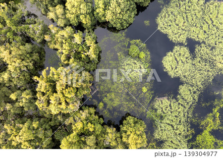 Florida wetlands with water between green wild vegetation. Tropical ecosystem at sunset Florida wetlands with water between green wild vegetation. Tropical ecosystem at sunset 139304977
