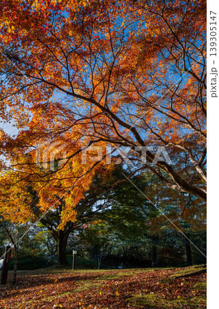 浜松市の鳥羽山公園の紅葉の風景(静岡県) 浜松市の鳥羽山公園の紅葉の風景(静岡県) 139305147