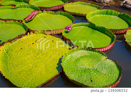 Victoria regia leaves 139306552
