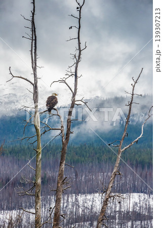 Bald Eagle Perched on Tree Overlooking Misty Mountain Landscape 139307213
