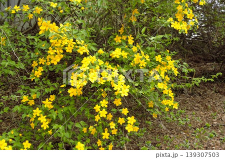 春に咲くヤマブキの黄色い花 春に咲くヤマブキの黄色い花 139307503