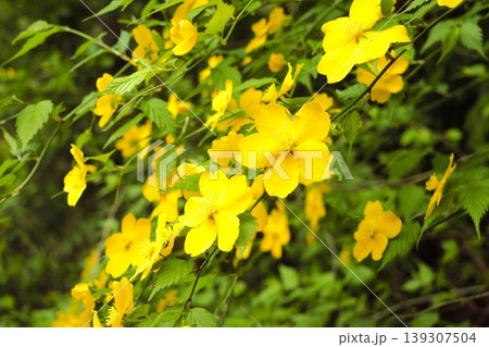 ヤマブキの花が咲く春の風景 ヤマブキの花が咲く春の風景 139307504