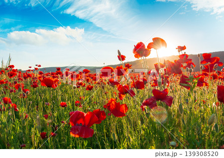 red poppies in the field. sun behind poppy flower. low angle view. remembrance symbol. gorgeous nature wallpaper with cloudy sky. scenic countryside landscape in spring. red flower in the evening sun red poppies in the field. sun behind poppy flower. low angle view. remembrance symbol. gorgeous nature wallpaper with cloudy sky. scenic countryside landscape in spring. red flower in the evening sun 139308520