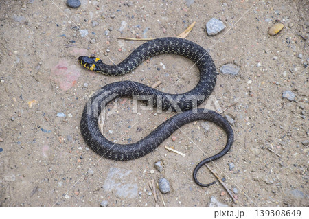 Grass snake, crawling along the ground. Non-poisonous snake. Fri Grass snake, crawling along the ground. Non-poisonous snake. Fri 139308649