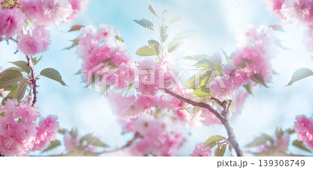 Sakura blossom, flowers blooming in spring garden, springtime floral banner with cherry full bloom. Sakura blossom, flowers blooming in spring garden, springtime floral banner with cherry full bloom. 139308749