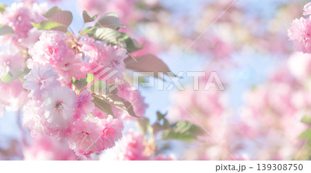 Sakura tree in full bloom, flower blooming in spring, springtime floral banner with cherry blossom. 139308750