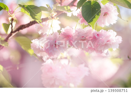 Sakura tree blossom, flowers blooming in spring garden, floral background with cherry bloom. 139308751