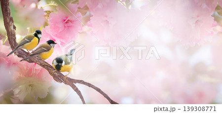 Tit birds on sakura tree branch, flowers blooming in spring, songbirds and cherry bloom background. Tit birds on sakura tree branch, flowers blooming in spring, songbirds and cherry bloom background. 139308771