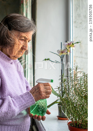 Elderly woman watering indoor plants on a sunny windowsill with a green spray bottle Elderly woman watering indoor plants on a sunny windowsill with a green spray bottle 139308786