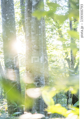 ブナの森に光芒が差し込む風景 大山鏡ヶ成 ブナの森に光芒が差し込む風景 大山鏡ヶ成 139308793