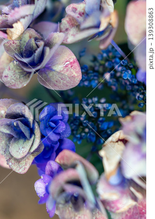 退色していく紫陽花のマクロ_縦 退色していく紫陽花のマクロ_縦 139308863