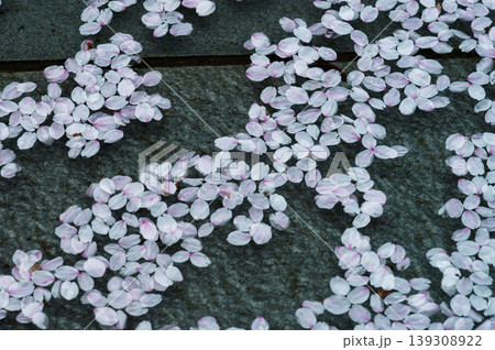 桜 染井吉野(そめいよしの)の花筏 桜 染井吉野(そめいよしの)の花筏 139308922