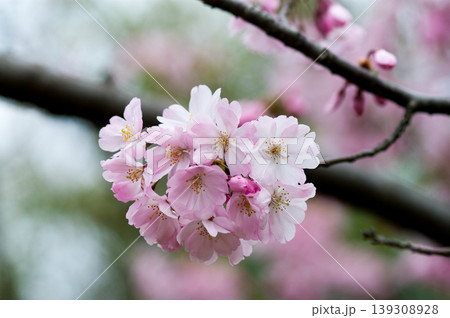 桜 思川桜(おもいがわざくら) 139308928