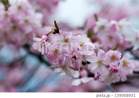 桜 思川桜(おもいがわざくら) 139308931
